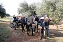 Pariglia A Carrozza